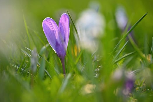 Spring background with flowers. Nature and delicate photo with details of blooming colorful crocuses in spring time.(Crocus vernus)