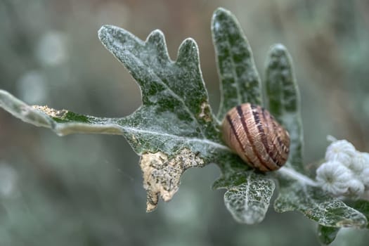 Snail clinging to a leaf on a rainy spring day. Nature concept.