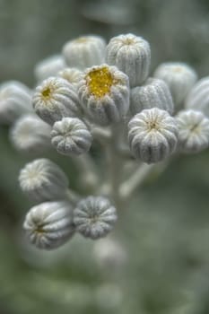 The Magic of Spring. The Awakening of Nature and the Macro View of Wild Flowers. Fascinating Details of the Natural Revival of Spring. Awakening of Nature with Macro Photography of Wild Flowers.