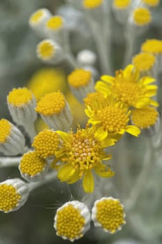 The Magic of Spring. The Awakening of Nature and the Macro View of Wild Flowers. Fascinating Details of the Natural Revival of Spring. Awakening of Nature with Macro Photography of Wild Flowers.