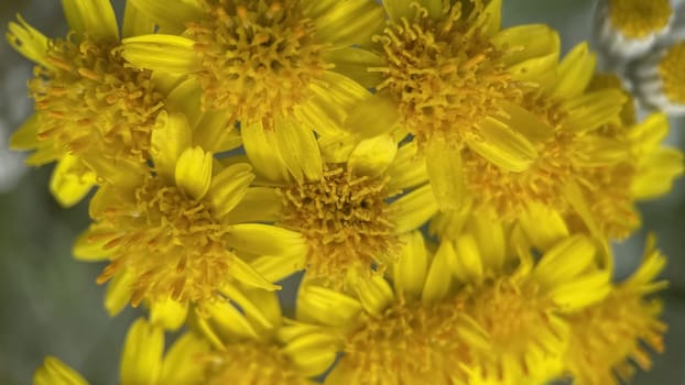 The Magic of Spring. The Awakening of Nature and the Macro View of Wild Flowers. Fascinating Details of the Natural Revival of Spring. Awakening of Nature with Macro Photography of Wild Flowers.