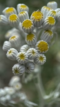 The Magic of Spring. The Awakening of Nature and the Macro View of Wild Flowers. Fascinating Details of the Natural Revival of Spring. Awakening of Nature with Macro Photography of Wild Flowers.