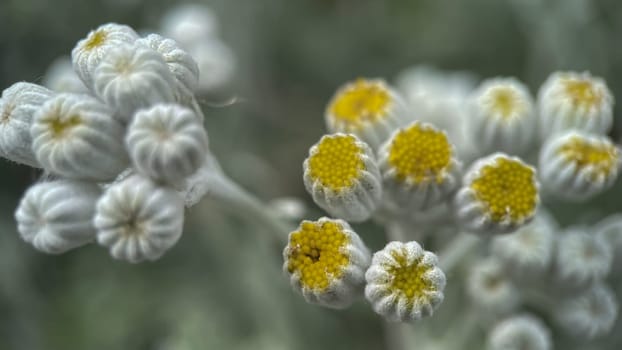 The Magic of Spring. The Awakening of Nature and the Macro View of Wild Flowers. Fascinating Details of the Natural Revival of Spring. Awakening of Nature with Macro Photography of Wild Flowers.