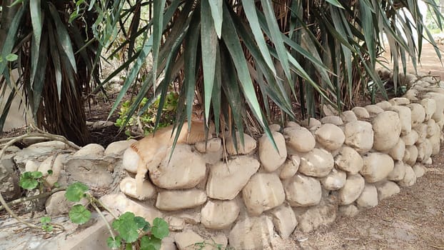 red cat sleeps under a palm tree on the street, round stones, pets. High quality photo