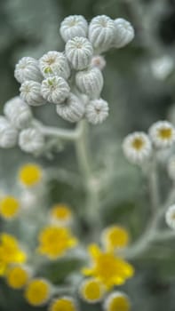 The Magic of Spring. The Awakening of Nature and the Macro View of Wild Flowers. Fascinating Details of the Natural Revival of Spring. Awakening of Nature with Macro Photography of Wild Flowers.