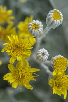 The Magic of Spring. The Awakening of Nature and the Macro View of Wild Flowers. Fascinating Details of the Natural Revival of Spring. Awakening of Nature with Macro Photography of Wild Flowers.