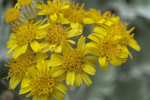 The Magic of Spring. The Awakening of Nature and the Macro View of Wild Flowers. Fascinating Details of the Natural Revival of Spring. Awakening of Nature with Macro Photography of Wild Flowers.