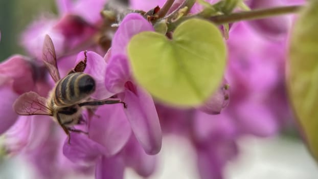 The Magic of Spring. The Awakening of Nature and the Macro View of Wild Flowers. Fascinating Details of the Natural Revival of Spring. Awakening of Nature with Macro Photography of Wild Flowers.