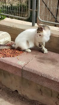 cat outside, cat food, pets. High quality photo