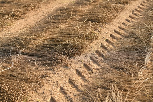 Lines on the ground of dry flax for harvesting in Normandy France