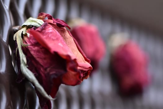 Dried Red Roses on a Park Bench. High quality photo