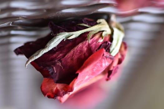 Beautiful Dried Red Rose on a Park Bench. High quality photo