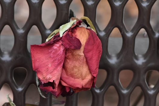 Dried Red Rose on a Park Bench. High quality photo