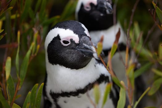 Penguins, nature or closeup in outdoor for tourist, wildlife and landscape in environment or ecology. Bird, biology and wilderness for ecosystem, seaside and habitat for coastal scene or animal.