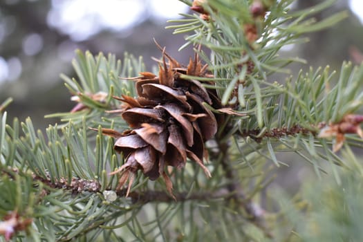 One Pine Cone on Branch of Tree in Forest. High quality photo
