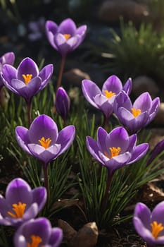 This image showcases the vibrant colors of crocuses announcing the arrival of spring. Perfect for use in garden blogs or seasonal nature articles.