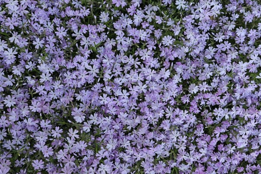Exuberant flowering of phlox awl-shaped. Lilac phlox subulate. Wallpaper. Phlox subulate.