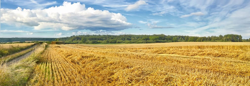 Nature, harvest or agriculture and barley in rural area, landscape for growth and panorama. Countryside, and sustainable environment for farming, calm and banner or outdoor scenery in Tuscany.