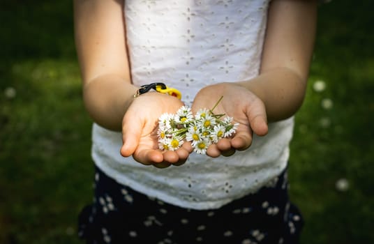 Portrait of one unrecognizable Caucasian girl holding plucked meadow daisies in her palms, stretching them forward on a summer day in a public park, close-up side view.