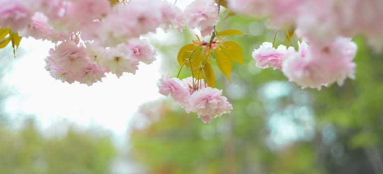 Japanese sakura blossom, spring season image.