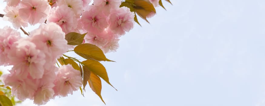 Japanese sakura blossom, spring season image.