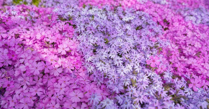 Top view of pink, lilac moss phlox Phlox subulata in spring flower garden. Floral background.
