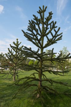 Close-up of a thorny green branch of Araucaria araucana, monkey puzzle tree, monkey tail tree or Chilean pine in Krasnodar landscape city park or Galitsky park