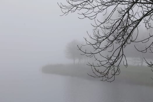 A branch of an autumn tree without leaves against a foggy landscape.