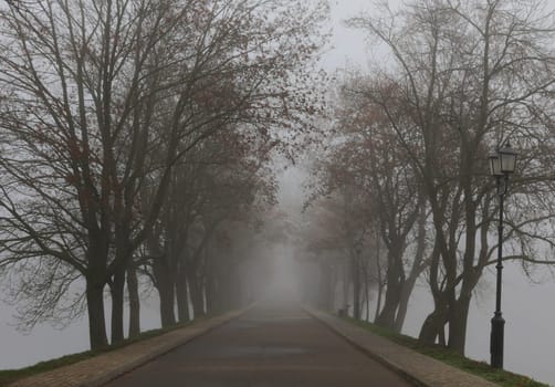 Road with two sidewalks and large trees on the sides in foggy weather.