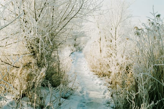 Snowy winter forest. Path in a snow-covered forest covered with hoarfrost...