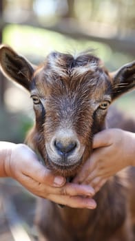 A small brown goat being held by two people in a field