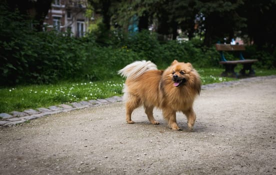 Portrait of one Pomeranian Spitz in the park.