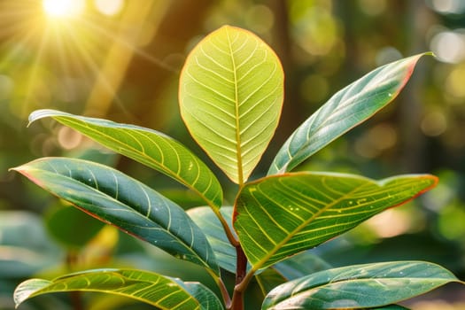 A close up of a plant with the sun shining through it