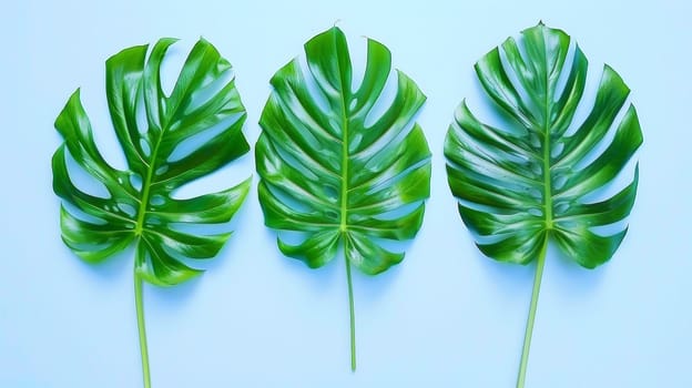 Three green leaves are shown on a blue background