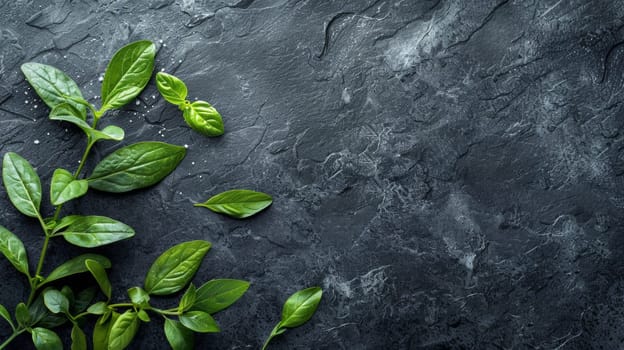 A close up of a green leaf on top of some rocks