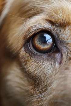 A close up of a dog's eye with brown fur and blue eyes