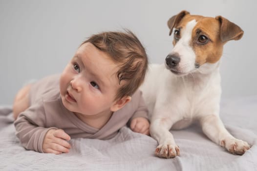 Portrait of a baby lying on his stomach and a Jack Russell Terrier dog