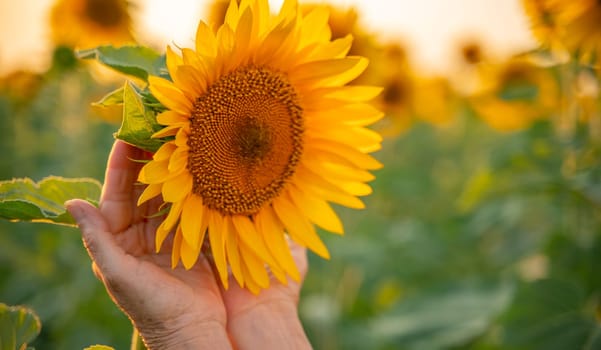 Female hands holding sunflower flower against the backdrop of a sunflower field at sunset light. Concept agriculture oil production growing sunflower seeds for oil.