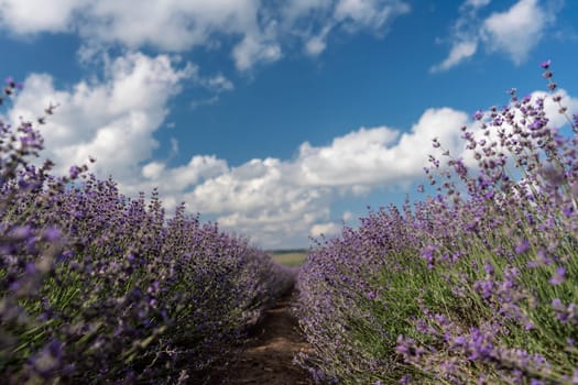 Lavender Blooms, a picturesque field of blooming lavender under a partly cloudy sky. Captured during the day, highlighting natural beauty and agricultural potential.