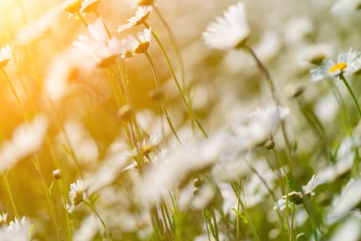 Daisy Chamomile background. Beautiful nature scene with blooming chamomilles in sun flare. Sunny day. Summer flowers