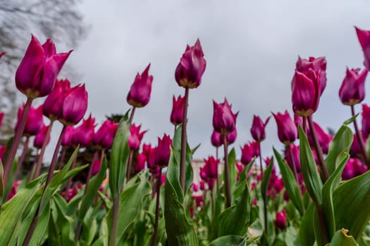 Magenta tulips spring blossoming, bokeh flower background, pastel and soft floral card, selective focus.