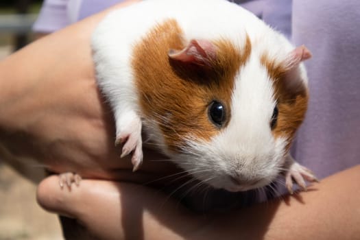 Boy holding a guinea pig in his arms. High quality photo