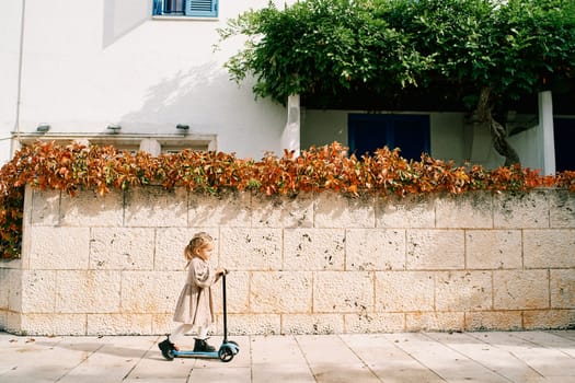 Little girl rides a scooter along a paved sidewalk past a stone fence covered with red ivy. High quality photo