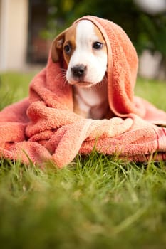Grass, dog and puppy in backyard with towel for adoption, rescue shelter and animal care. Cute, pets and adorable pitbull outdoors for washing, cleaning and relax in environment, lawn and nature.