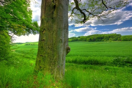 Blue sky, clouds and tree at countryside with environment, sustainability and green earth. Nature, meadow and field with grass in daylight for eco friendly, growth and horizon with lawn wallpaper.