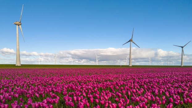 A vibrant field with purple tulip flowers swaying in the wind alongside majestic windmill turbines, creating a picturesque scene of nature and technology, Noordoostpolder Netherlands