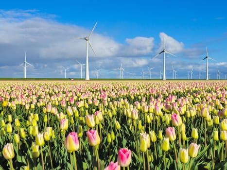 A vibrant field of tulips dances in the breeze as windmills stand tall in the background, painting a picturesque scene of the Netherlands in Spring. Renewable energy