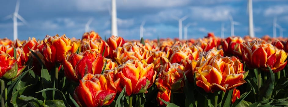 A vibrant field of red and yellow tulips dances beneath the towering windmills of the Netherlands in the springtime.