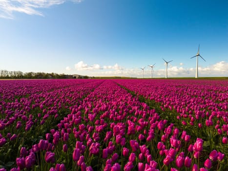A vibrant field of purple tulips swaying in the breeze, with windmill turbines in the background against a clear blue sky in the Noordoostpolder Netherlands, energy transition