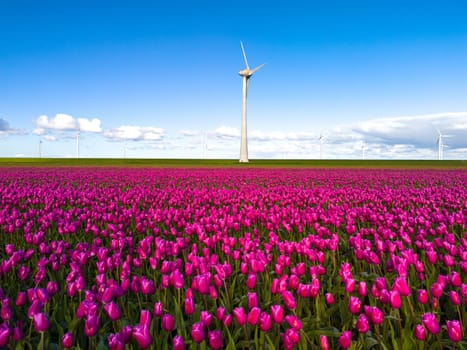 A vibrant field of pink tulips dances in the breeze, framed by the iconic silhouette of a windmill in the background.